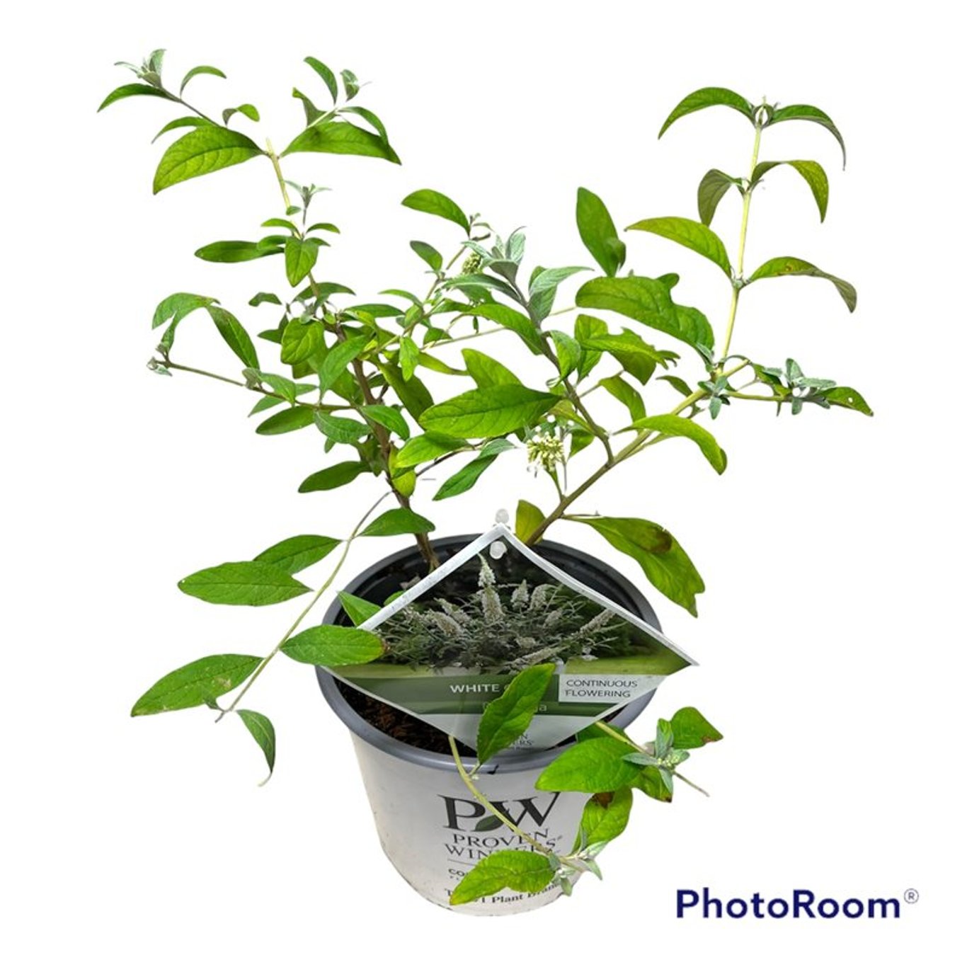 Sommarlilja – Buddelja dav. 'White Chip' - C3